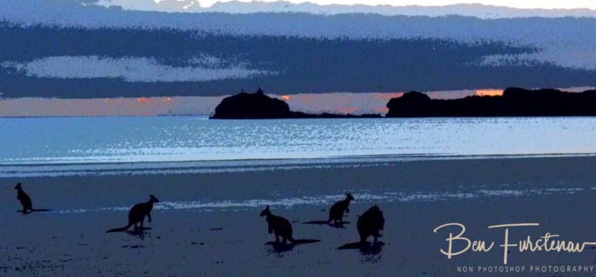 Usual breakfast procedure at Cape Hillsborough, Queensland, Australia