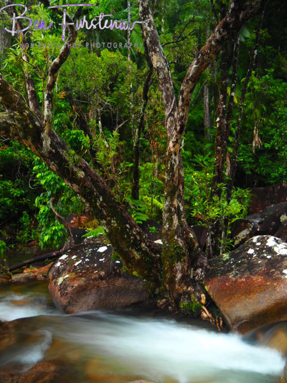 Nature’s marvel at Finch Hatton Gorge, Eungalla National Park, Queensland, Australia