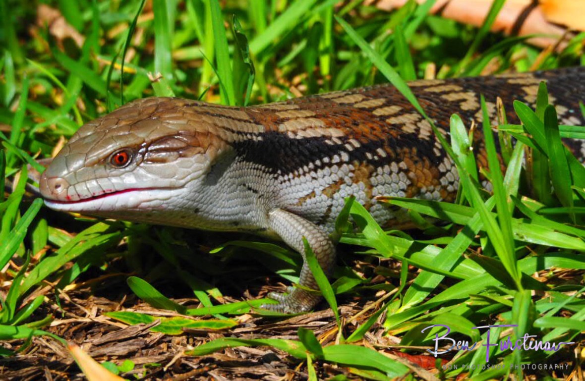 Staying undetected in Coffs Harbour, New South Wales, Australia