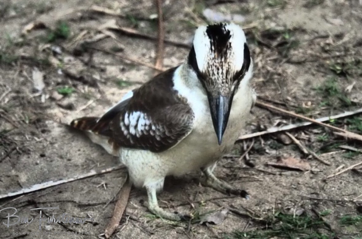 There is something strange going on! Queensland, Australia 