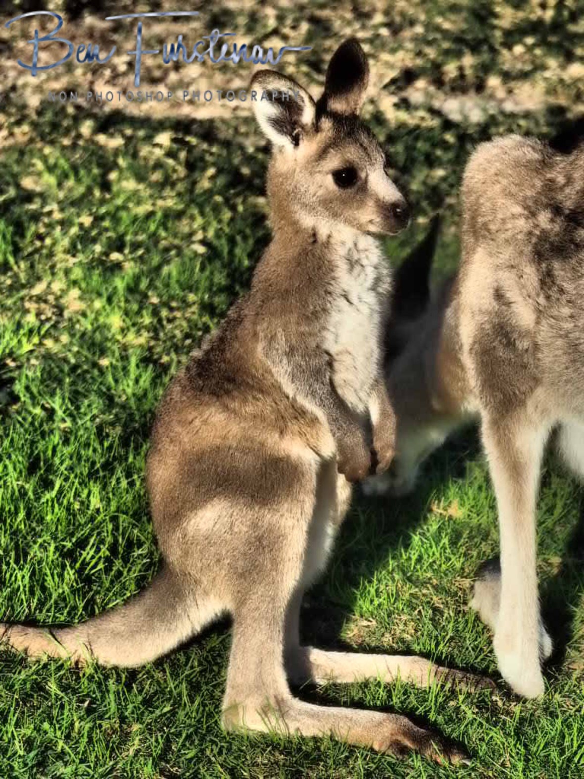 Too cute, Woody Head, New South Wales, Australia 