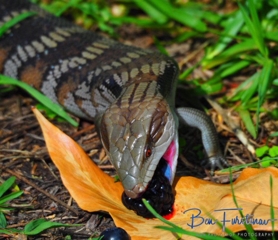 More then a mouthful, Coffs Harbour, New South Wales, Australia 