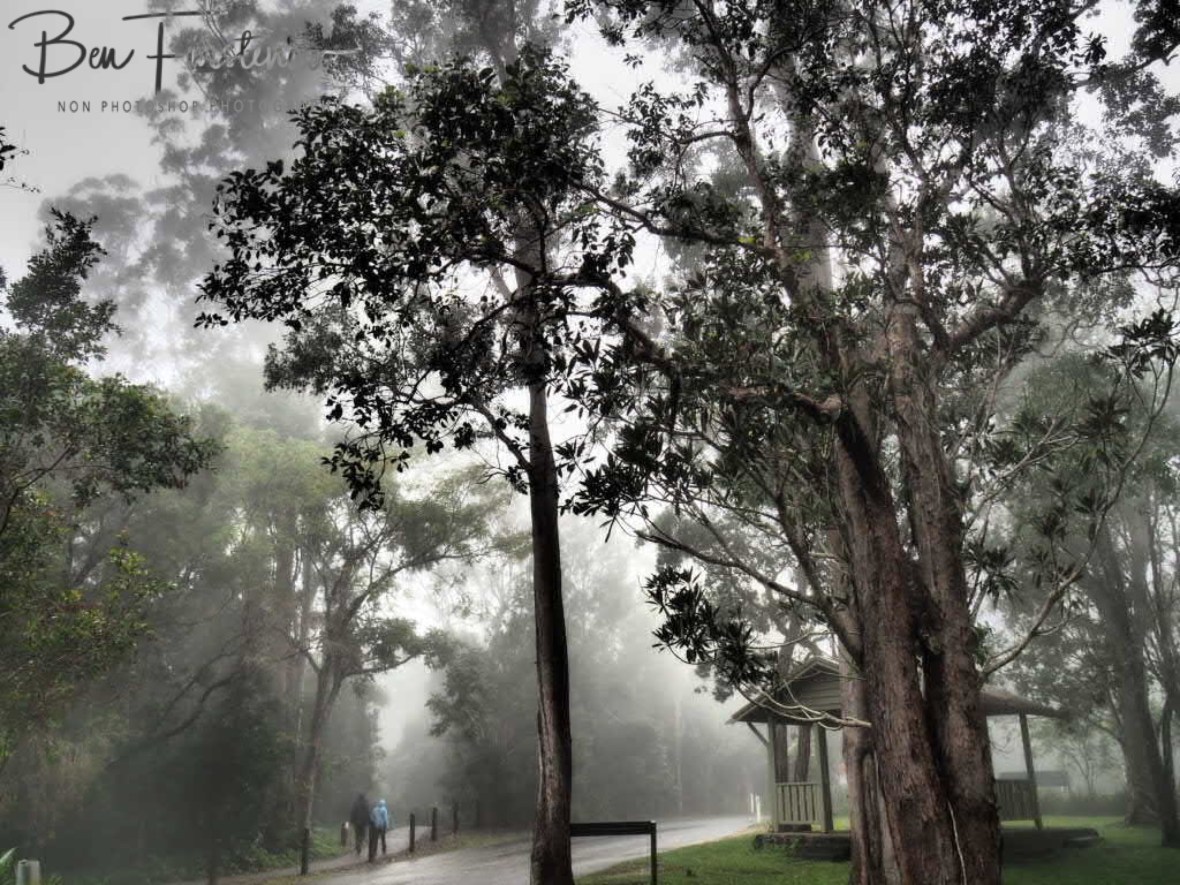 Disappearing in the mist at Eungalla National Park, Queensland, Australia