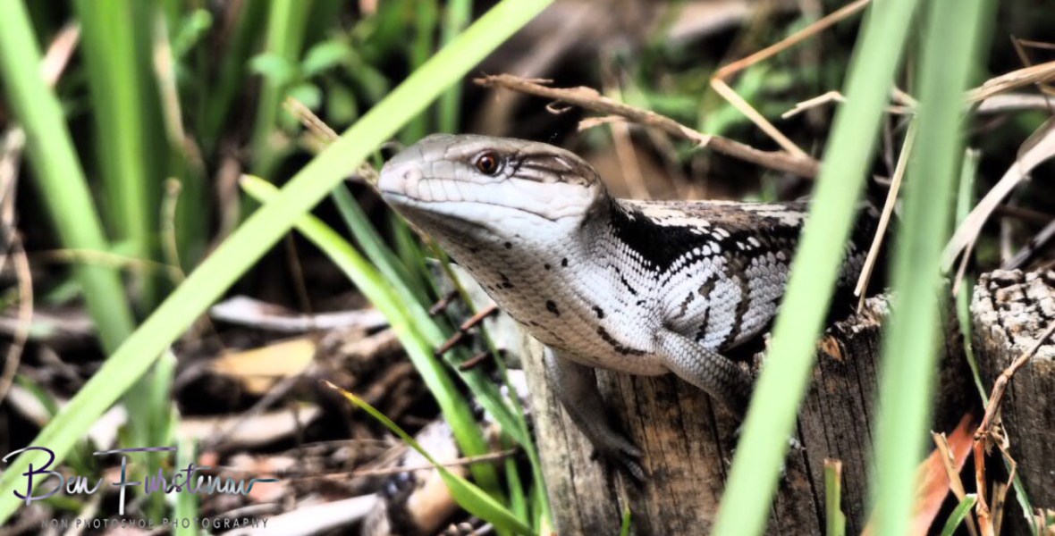On second thoughts, it is a risk! Coffs Harbour, New South Wales, Australia 
