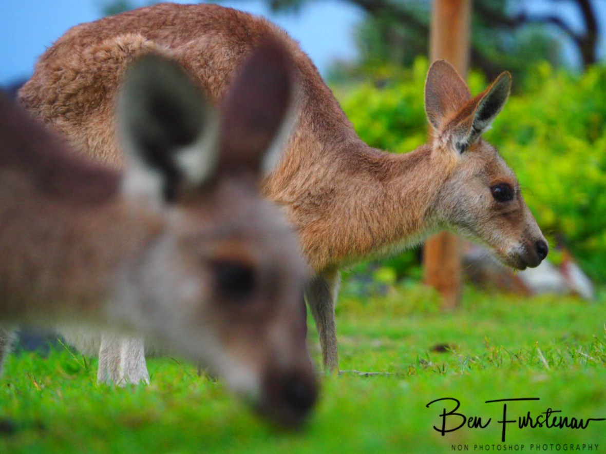 Un-faced by antics at Woody Head, New South Wales, Australia 