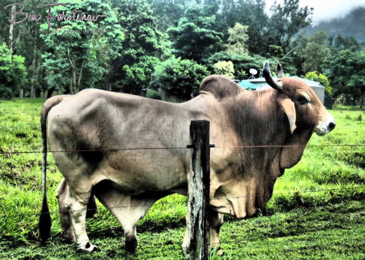 Big and lonely at Finch Hatton, Eungalla National Park, Queensland, Australia
