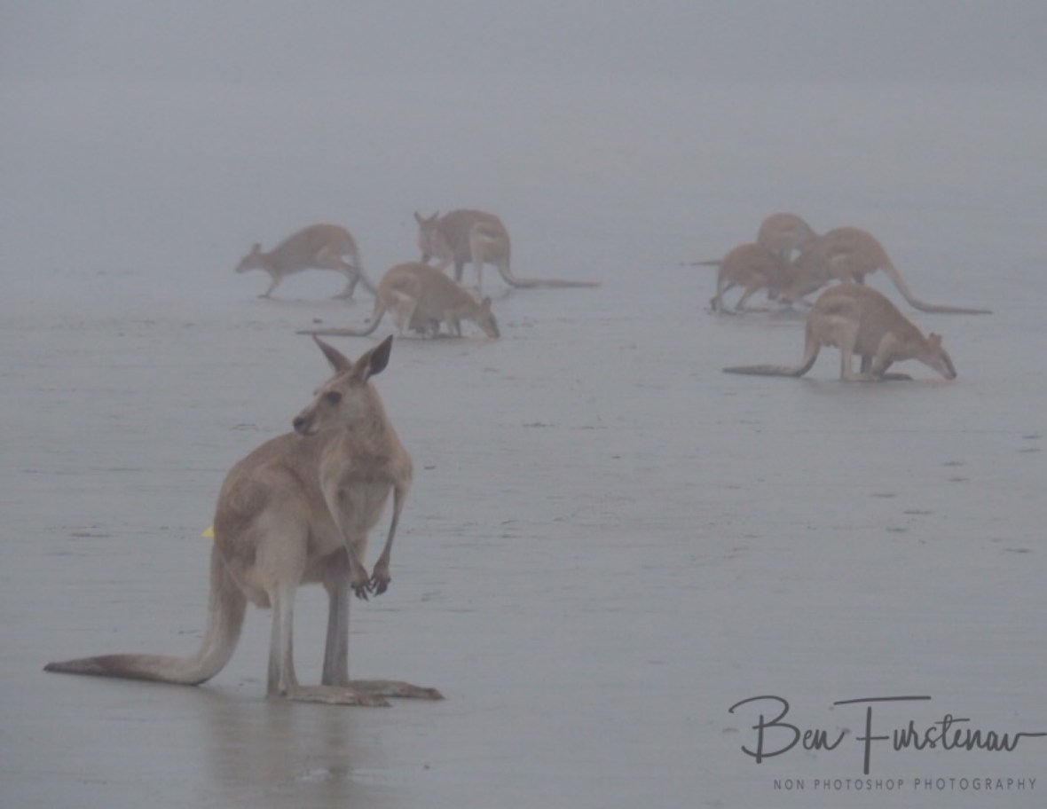 Where’s our food? Cape Hillsborough, Queensland, Australia