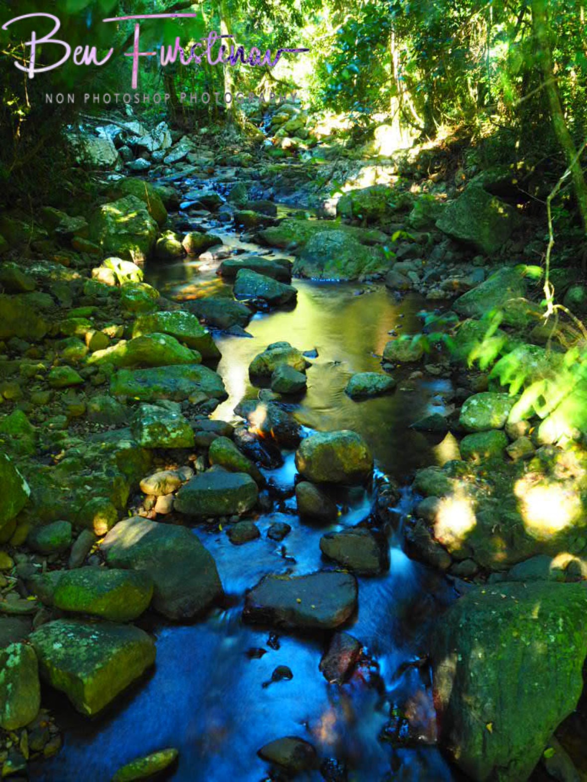 Cave Creek’s lush vegetation at Springbrook National Park, Queensland, Australia 