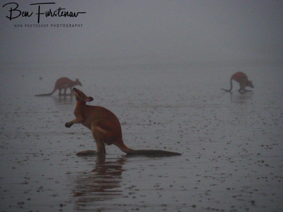 Skippy...!!! Skip? Cape Hillsborough, Queensland, Australia