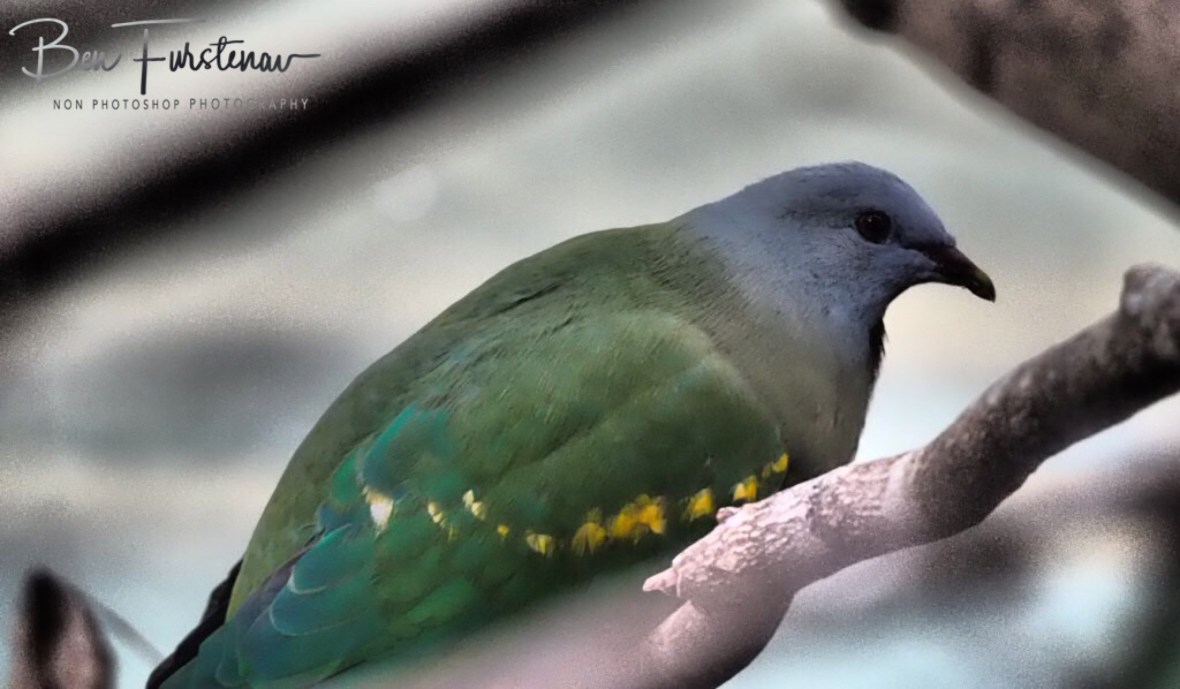 A pink pidgeon is home at Eungalla National Park, Queensland, Australia 