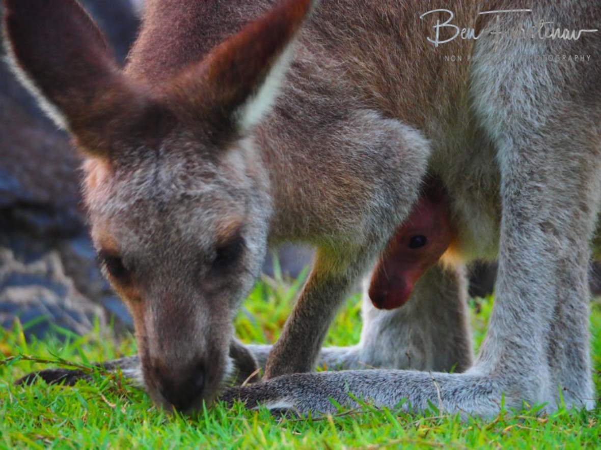 To young for grass at Woody Head, New South Wales, Australia 