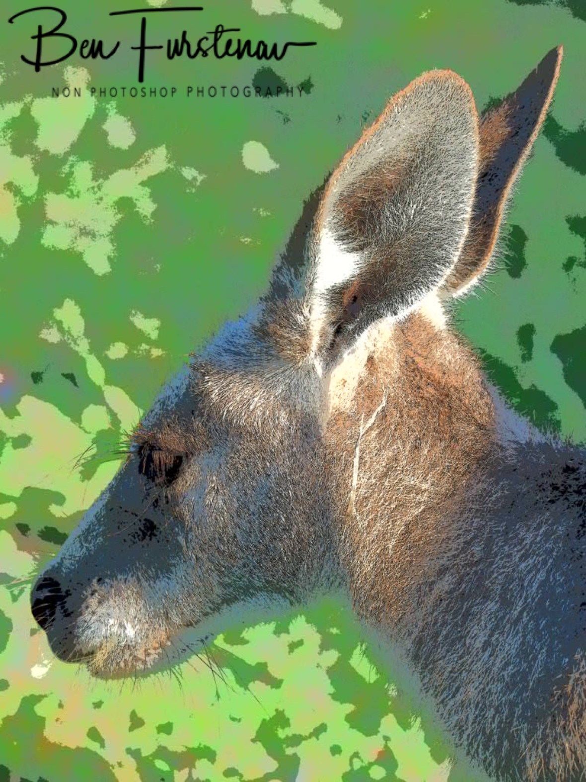 Kangaroo painting, Woody Head, New South Wales, Australia 