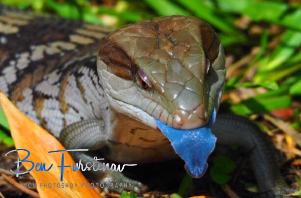 One of Australia’s smaller animal at Coffs Harbour, New South Wales, Australia 