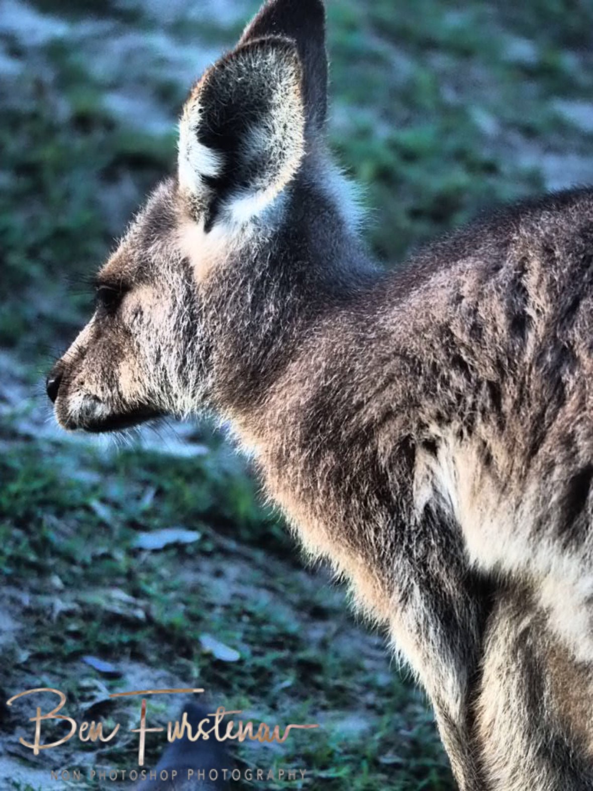 Eastern Grey Kangaroo at Woody Head, New South Wales, Australia 