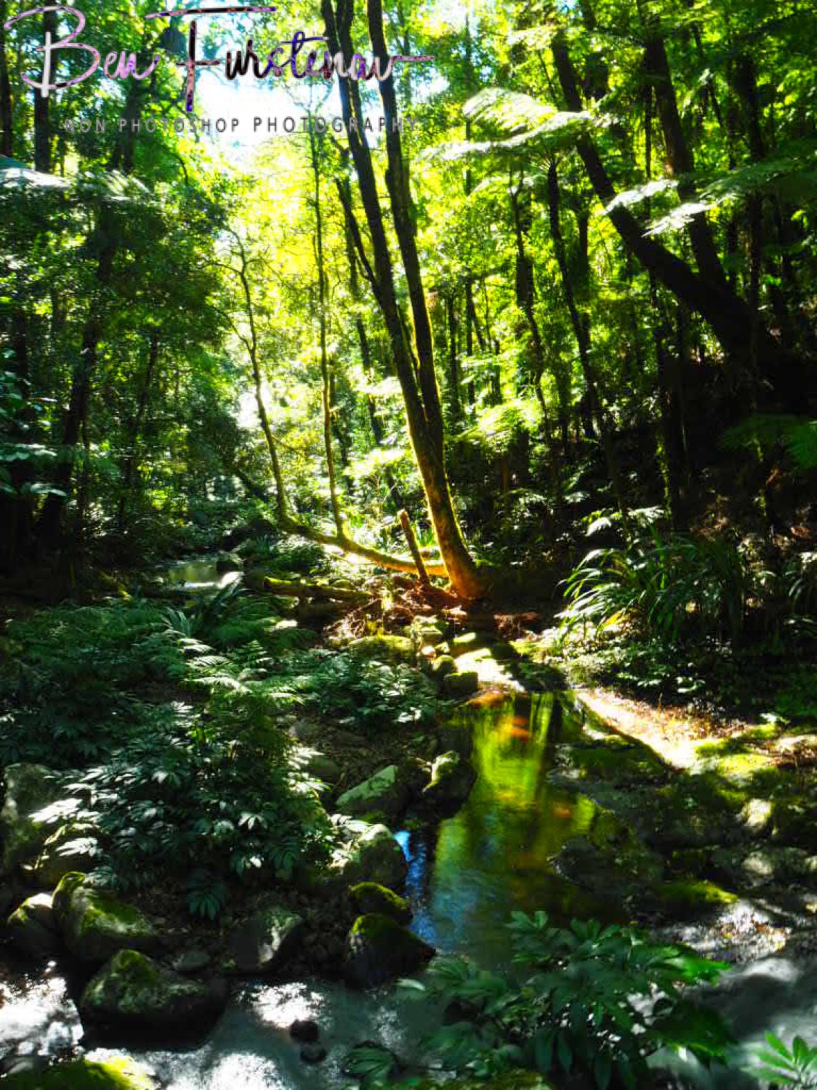 Spectacular display at Lamington National Park, Queensland, Australia 