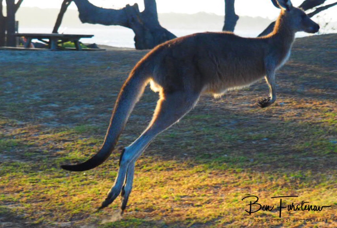 Long jump champions at Woody Head, New South Wales, Australia 