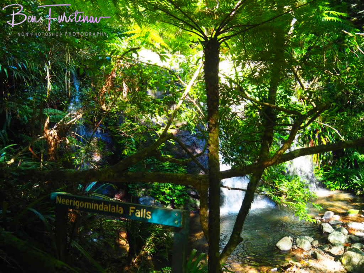 Neerigomindalala Falls surrounded by ferns at Lamington National Park, Queensland, Australia