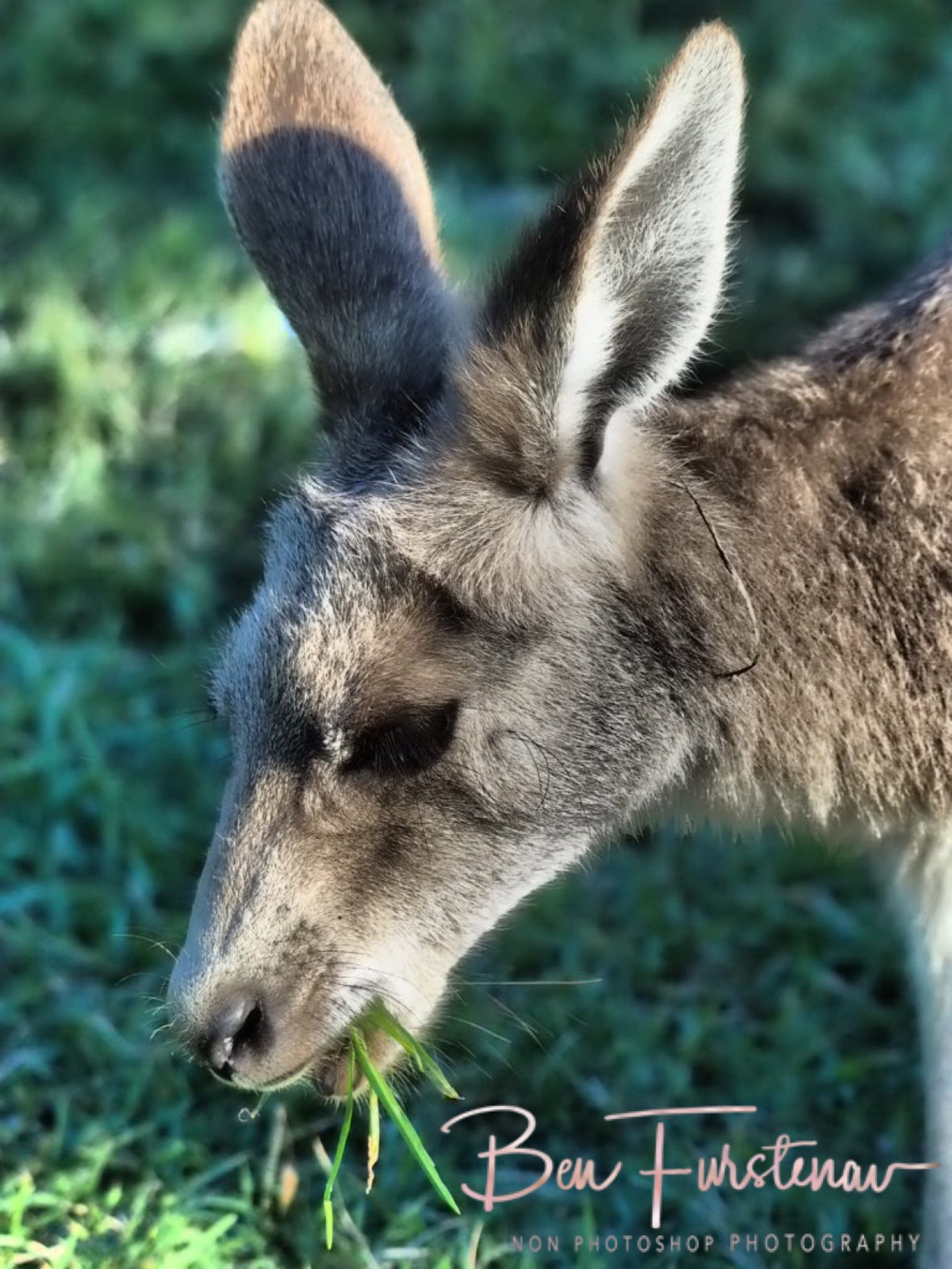 Green, green grass off home, Woody Head, New South Wales, Australia 