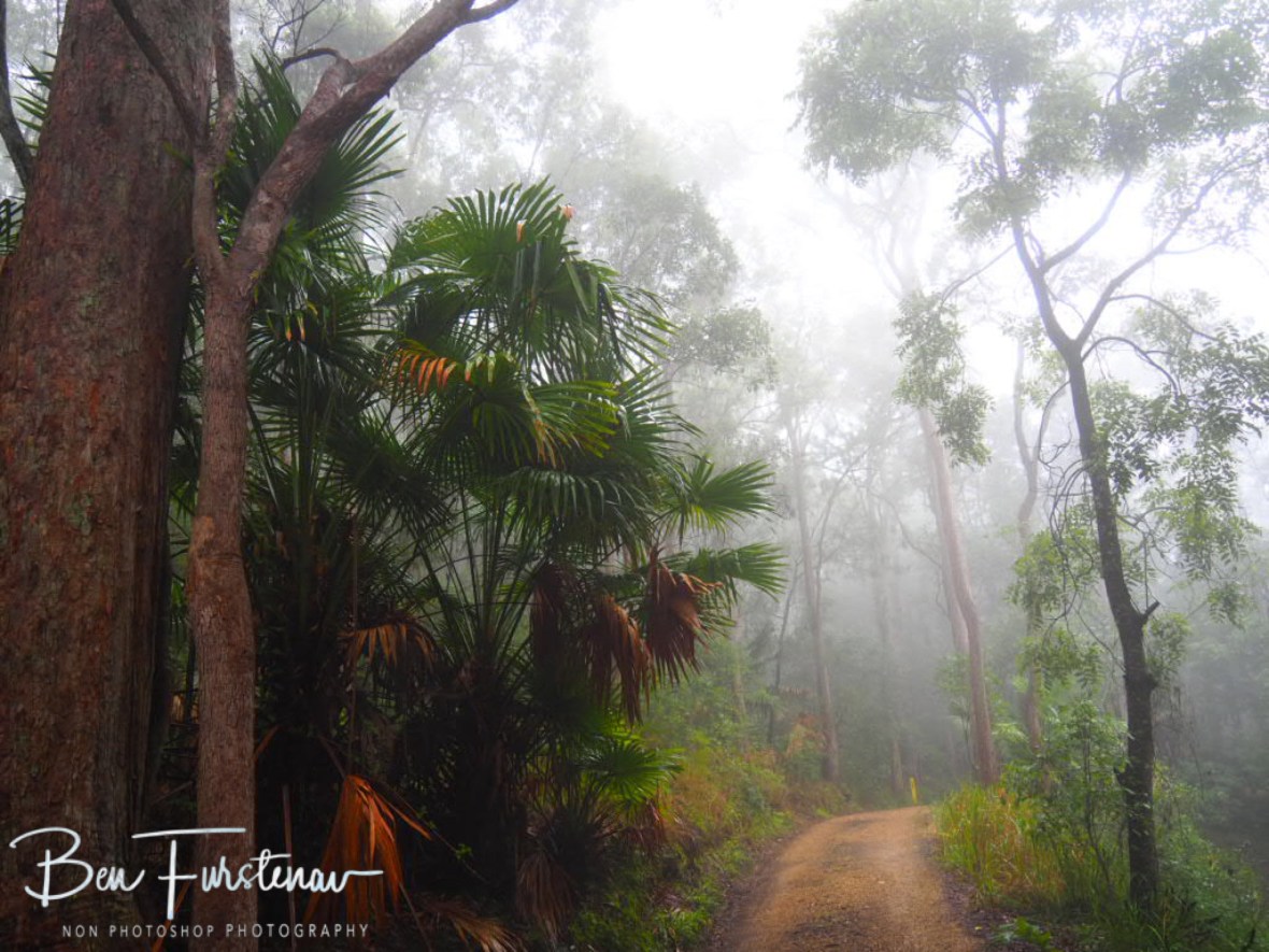Tall ‘Fern Flat Campground‘ at Eungalla National Park, Queensland, Australia