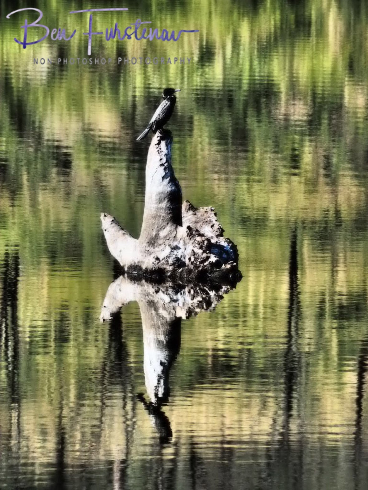 Cormorant resting spot at Lake Wyralong, Queensland, Australia