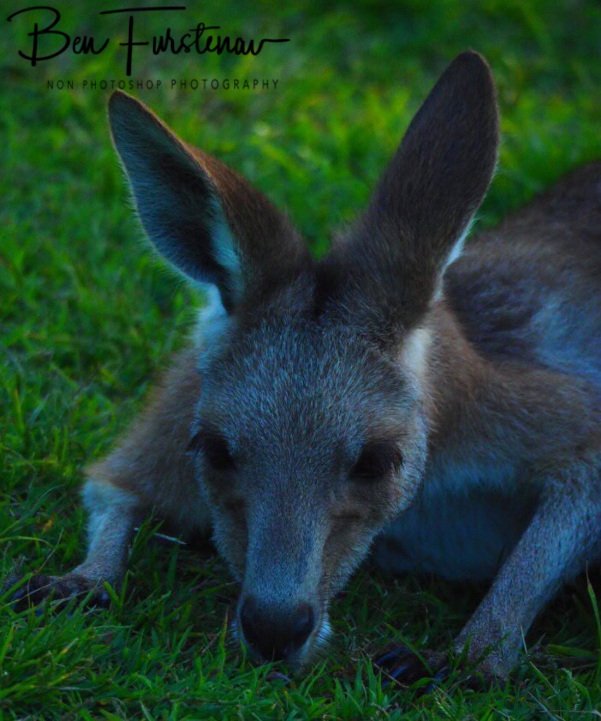Chewing whilst lying at Woody Head, New South Wales, Australia 