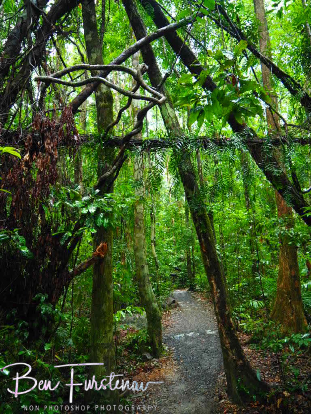 Start of the trail at Finch Hatton Gorge, Eungalla National Park, Queensland, Australia 