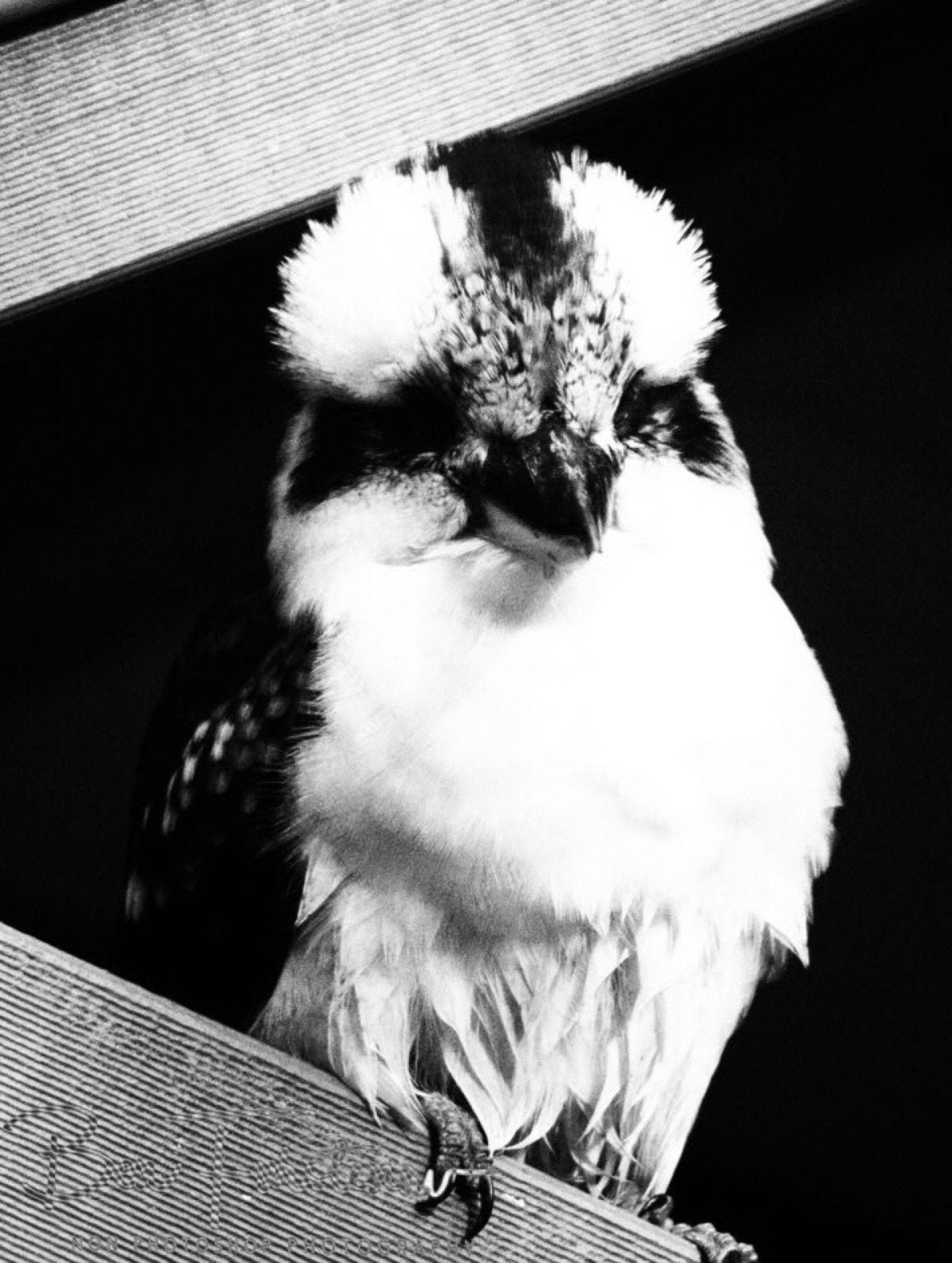 Kookaburra in black and white, Queensland, Australia 
