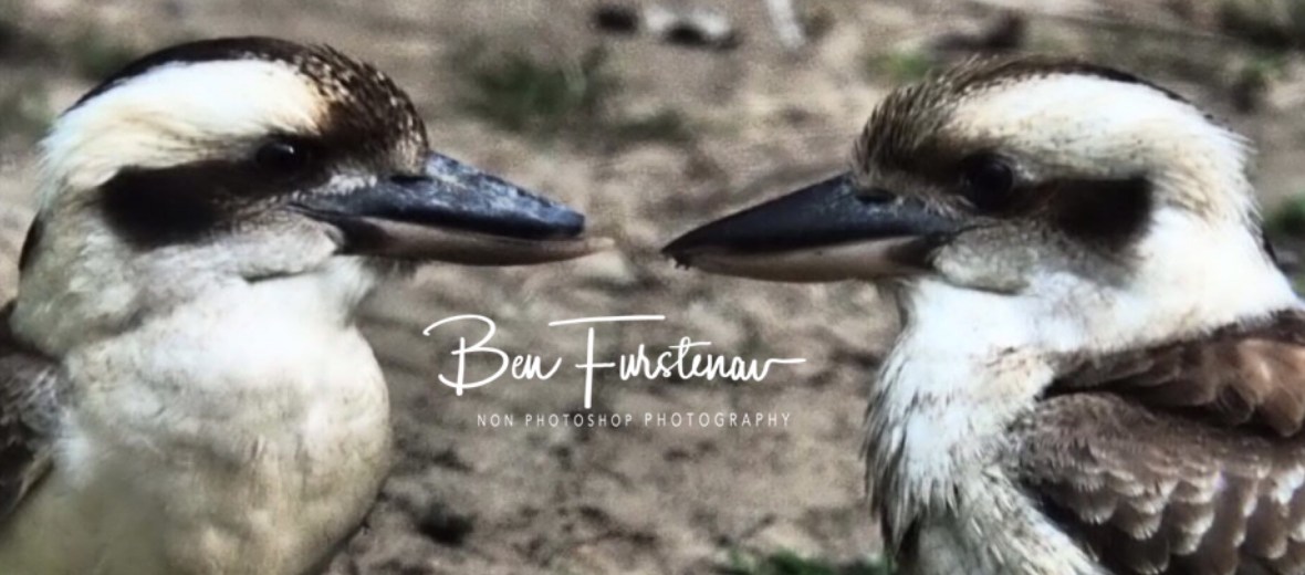 Same same at Cape Hillsborough, Queensland, Australia 
