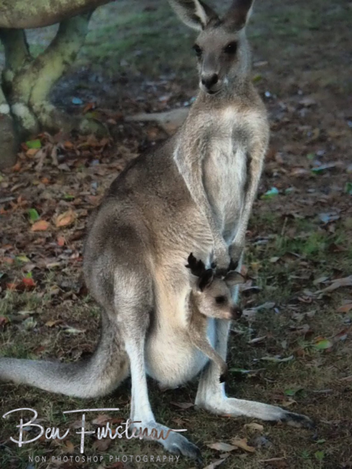 Pouch with a view at Woody Head, New South Wales, Australia 