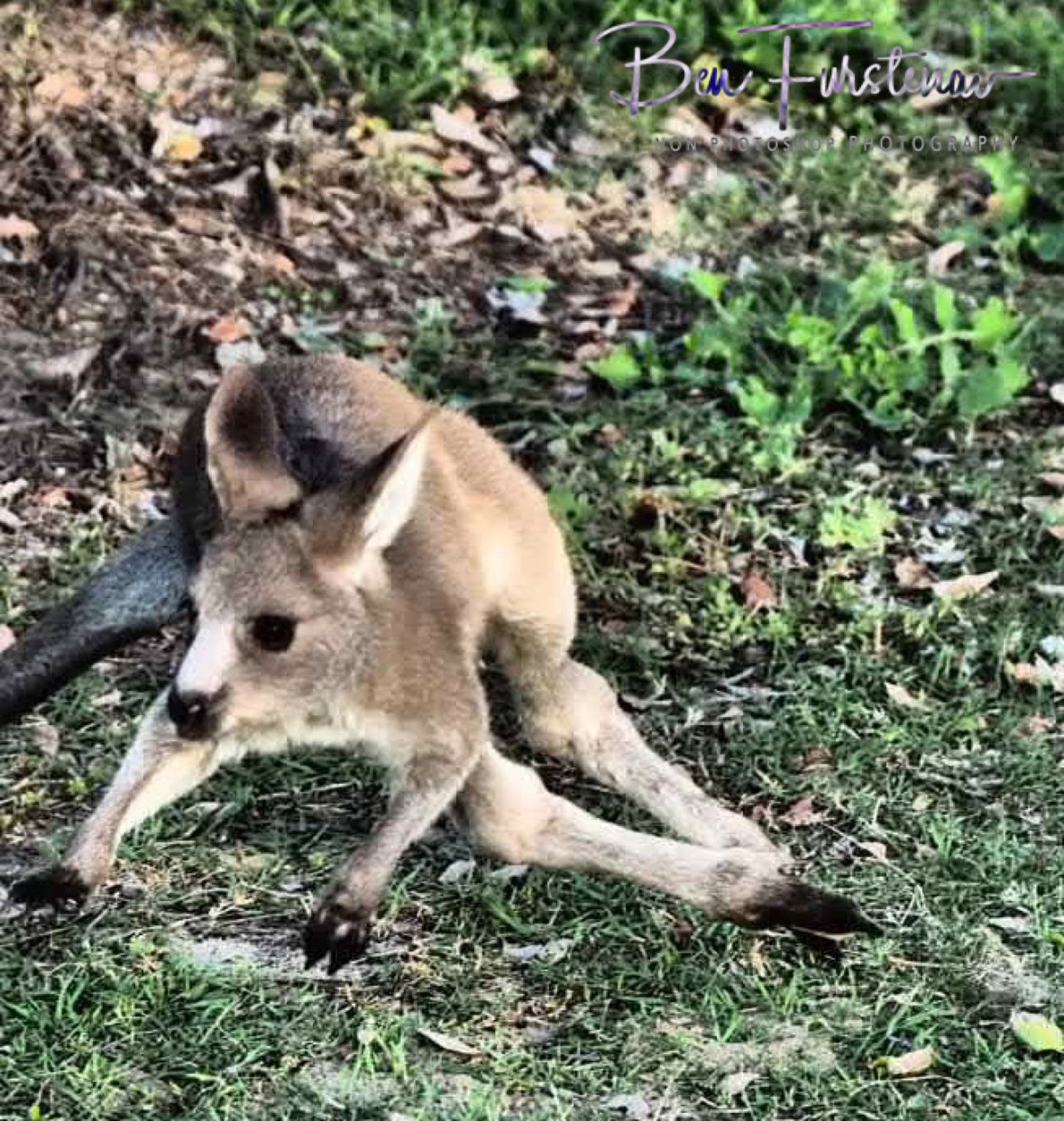 Twisting and turning at Woody Head, New South Wales, Australia 