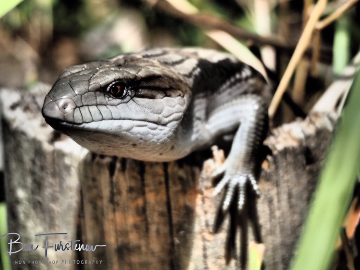 Stay safe Bluey, Coffs Harbour, New South Wales, Australia