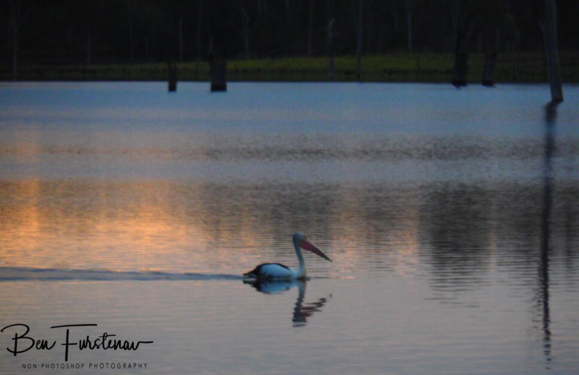 Pelican sunset cruise at Lake Somerset, Queensland, Australia