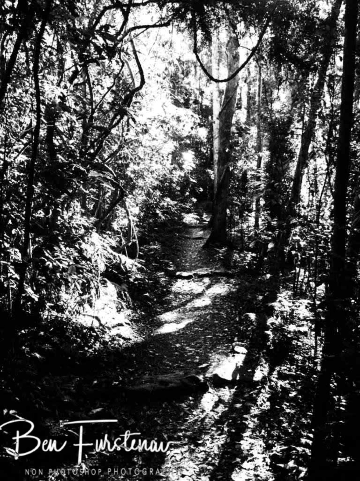 Long shadows in black and white at Lamington National Park, Queensland, Australia