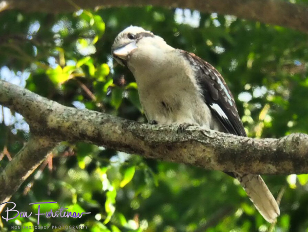 Mhhh! What’s that on the ground? Queensland, Australia 
