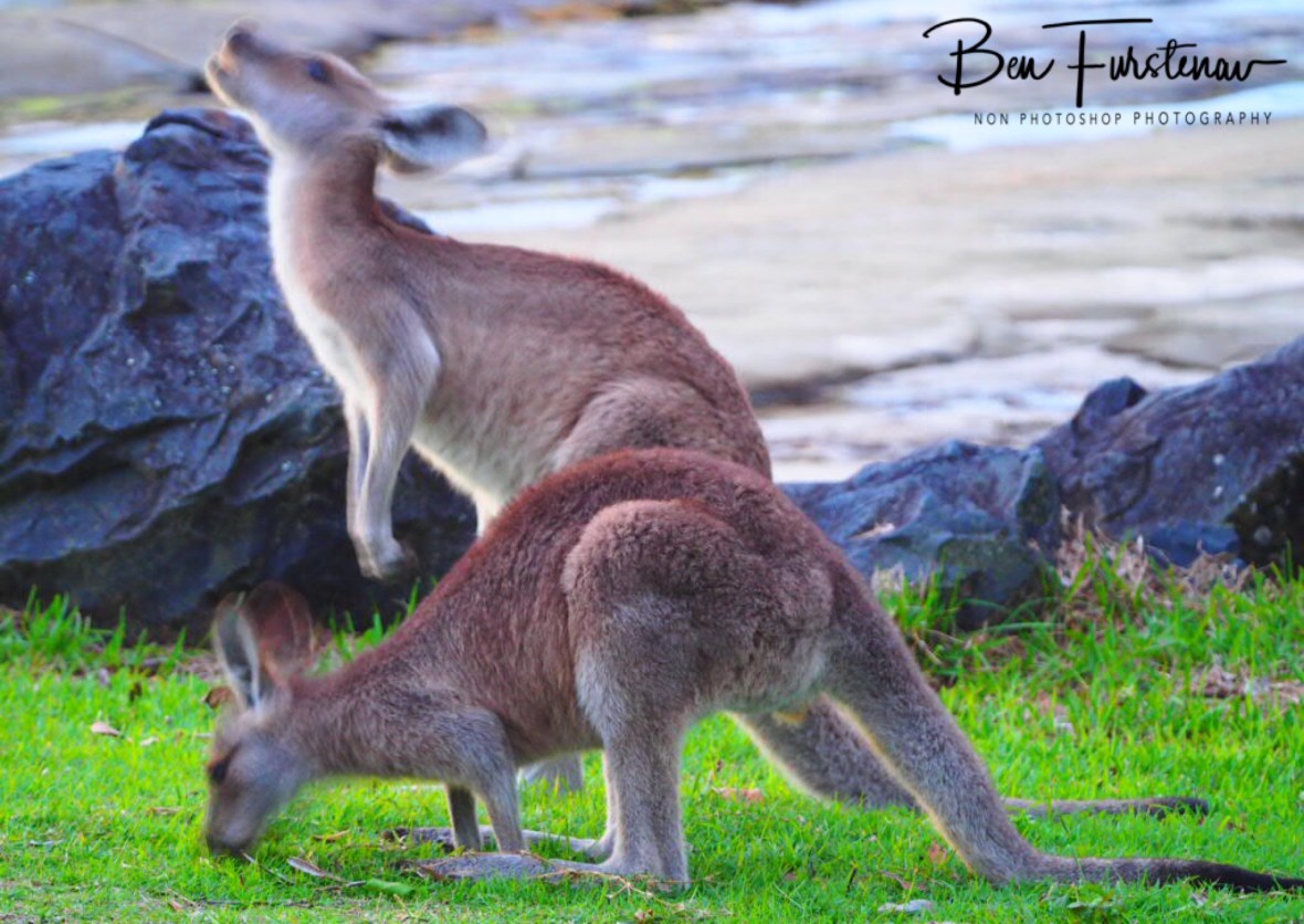 Skippy...? Woody Head, New South Wales, Australia 