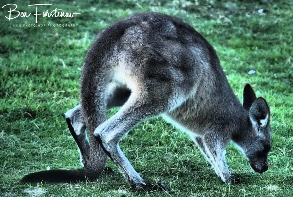 Kangaroo jack at Woody Head, New South Wales, Australia 