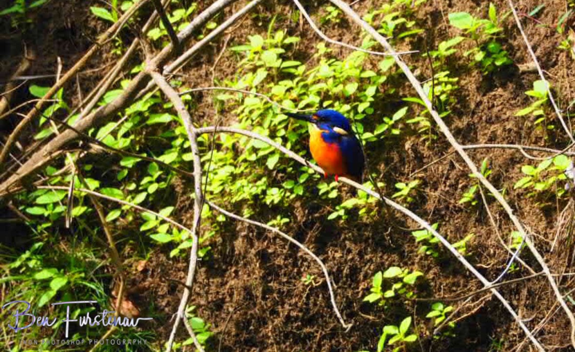 A kingfisher perseveres the cormorant’s movement at Eungalla National Park, Queensland, Australia 