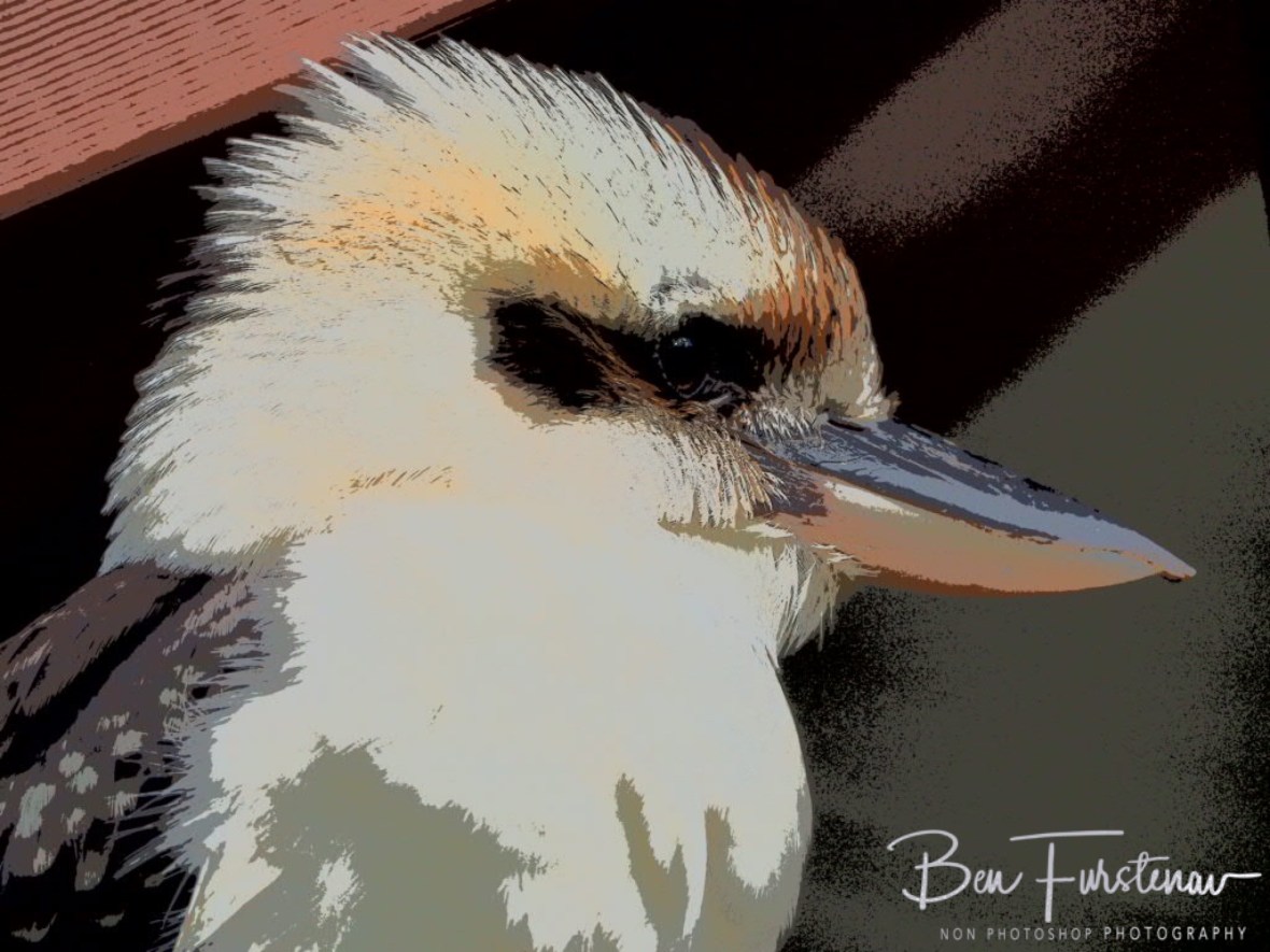 Kookaburra close up, Queensland, Australia 