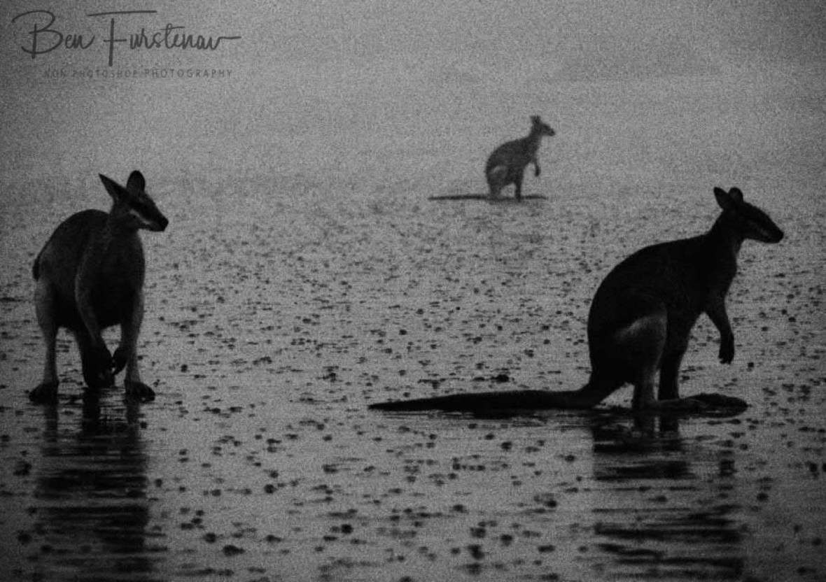 No ranger to be found at Cape Hillsborough, Queensland, Australia