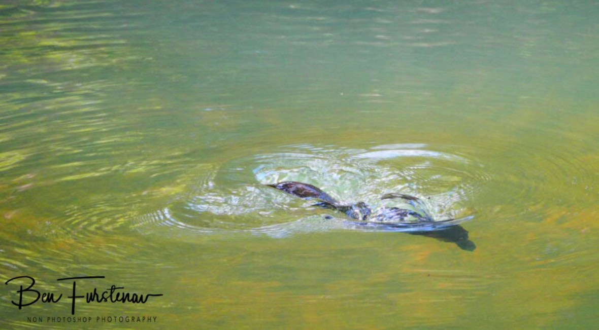 Front feet keep the momentum at Eungalla National Park, Queensland, Australia 