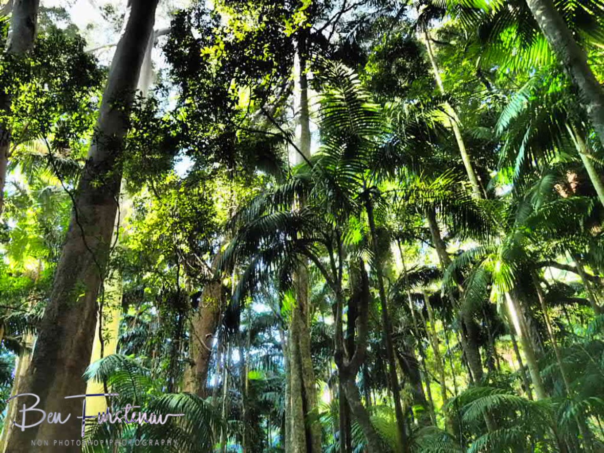 Almost tropical palm tree forest at Lamington National Park, Queensland, Australia