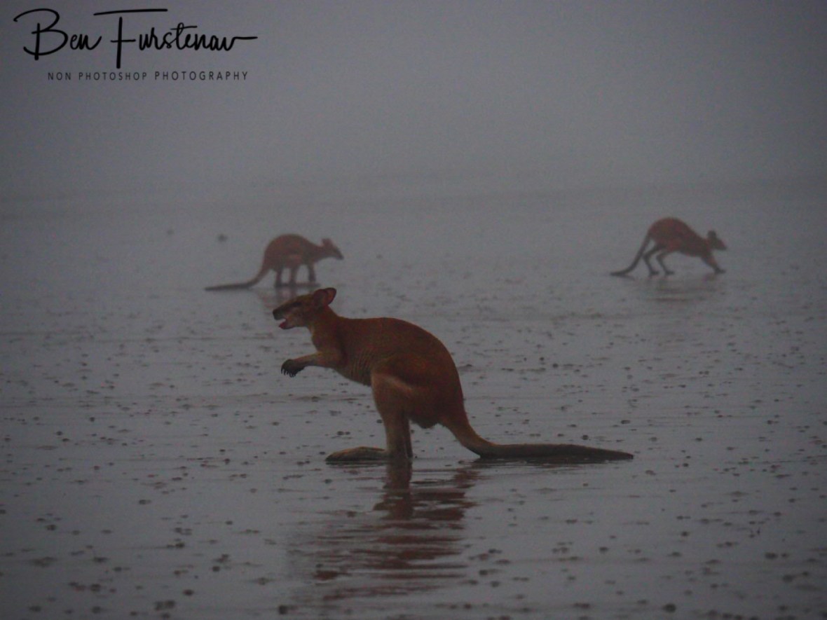 Spice Roos at Cape Hillsborough, Queensland, Australia