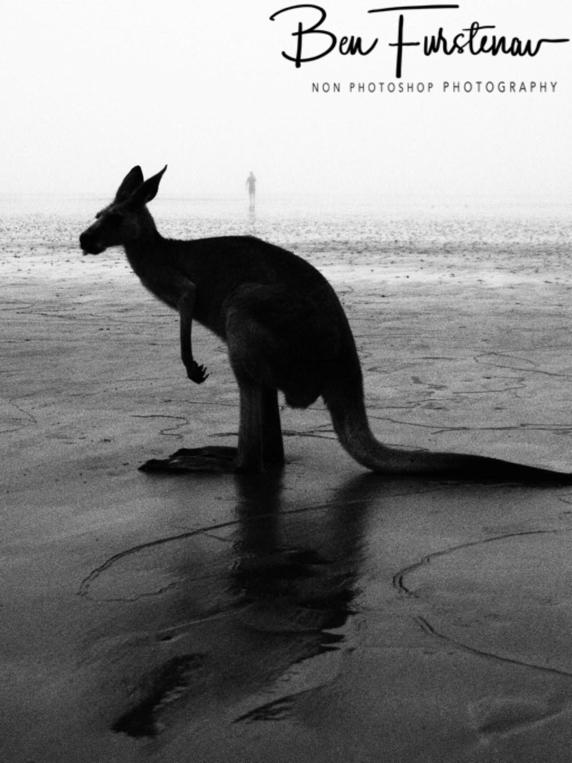 Skippy. Cape Hillsborough, Queensland, Australia