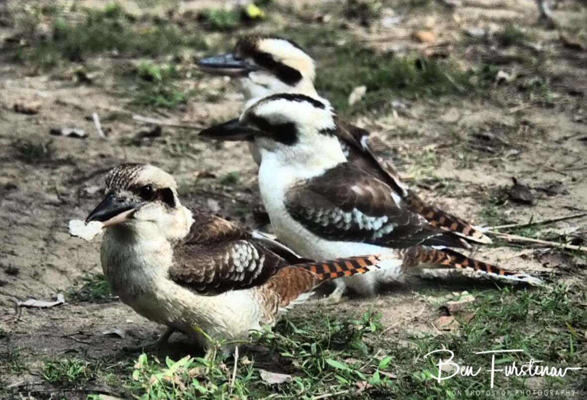 Three kookaburras on the ground, Queensland, Australia 