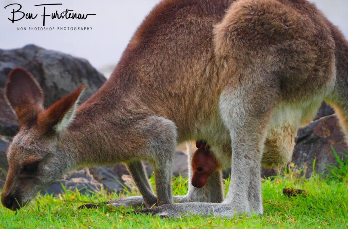 Watching mom having dinner at Woody Head, New South Wales, Australia 