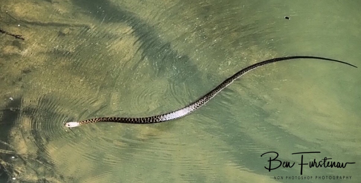 A Green TreeSnake skimmed the waters at Eungalla National Park, Queensland, Australia 
