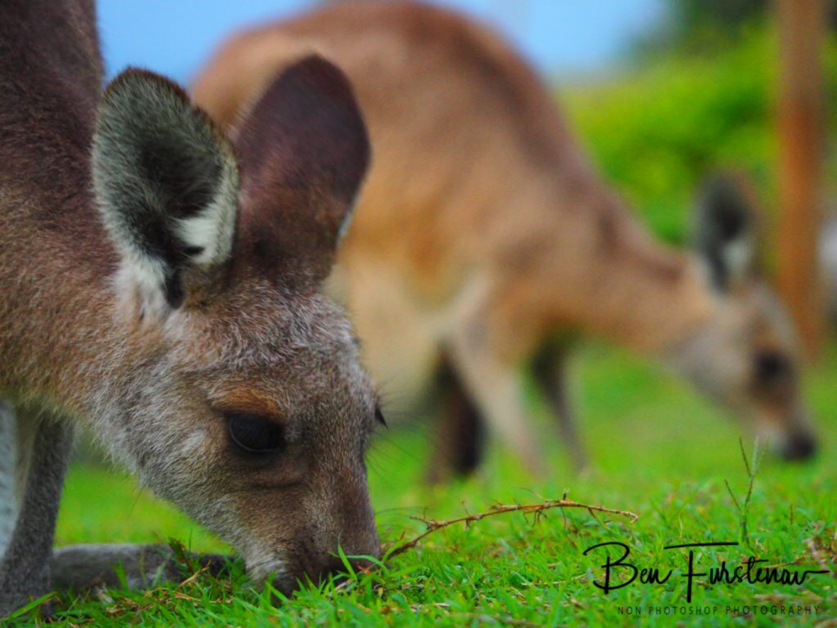 Aperture double vision at Woody Head, New South Wales, Australia