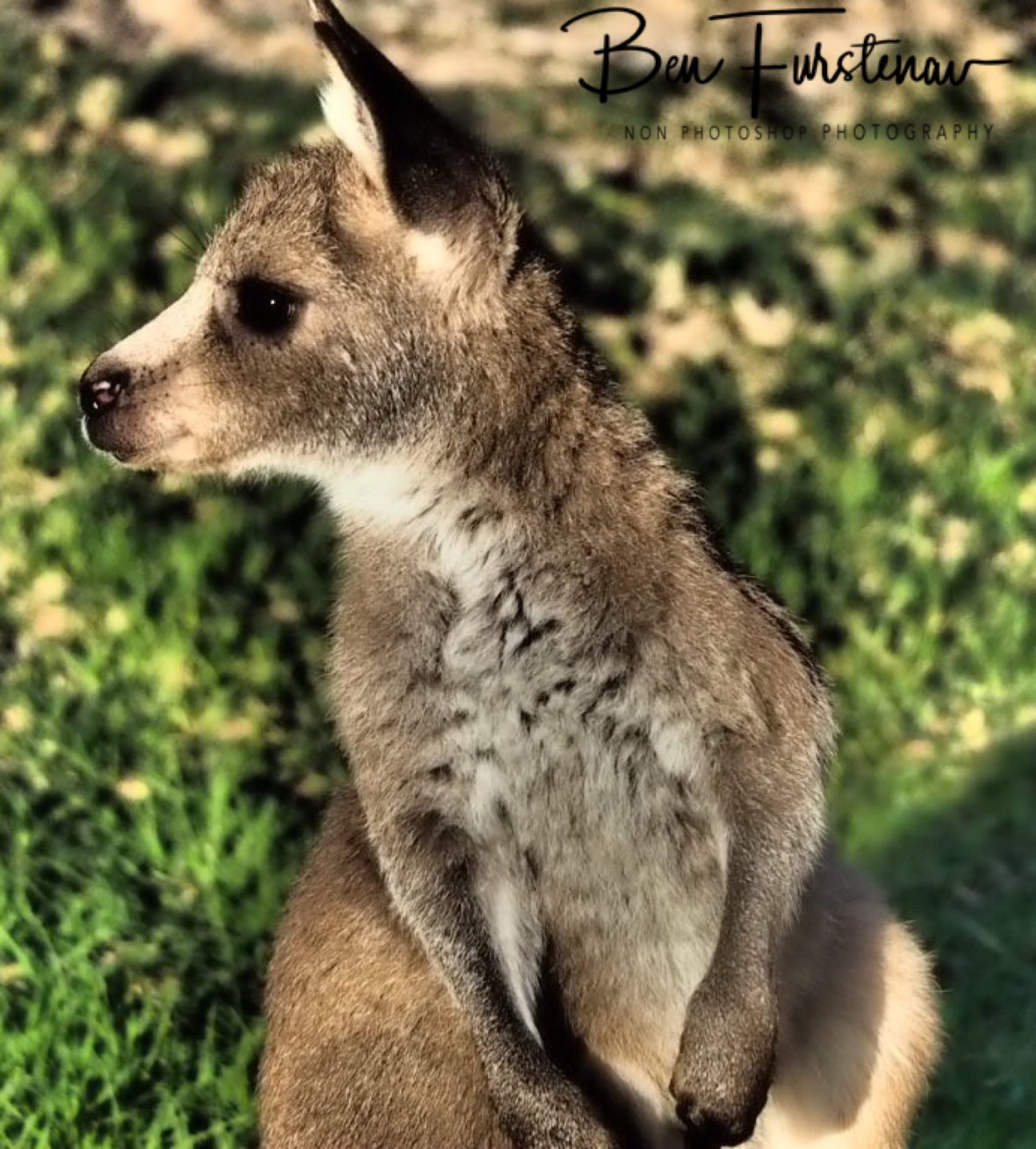 Oh look! Woody Head, New South Wales, Australia