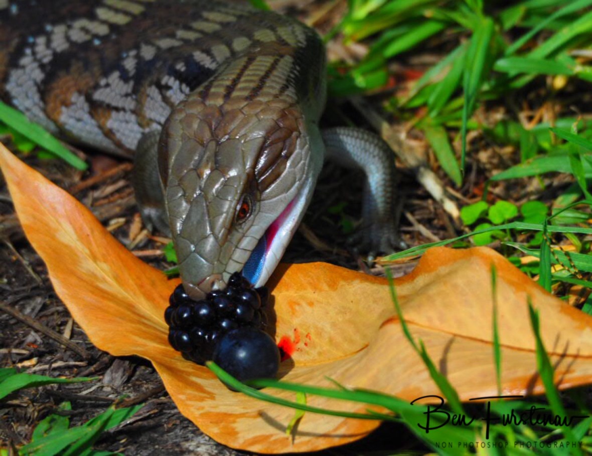 Juicy boysenberry, Coffs Harbour, New South Wales, Australia 