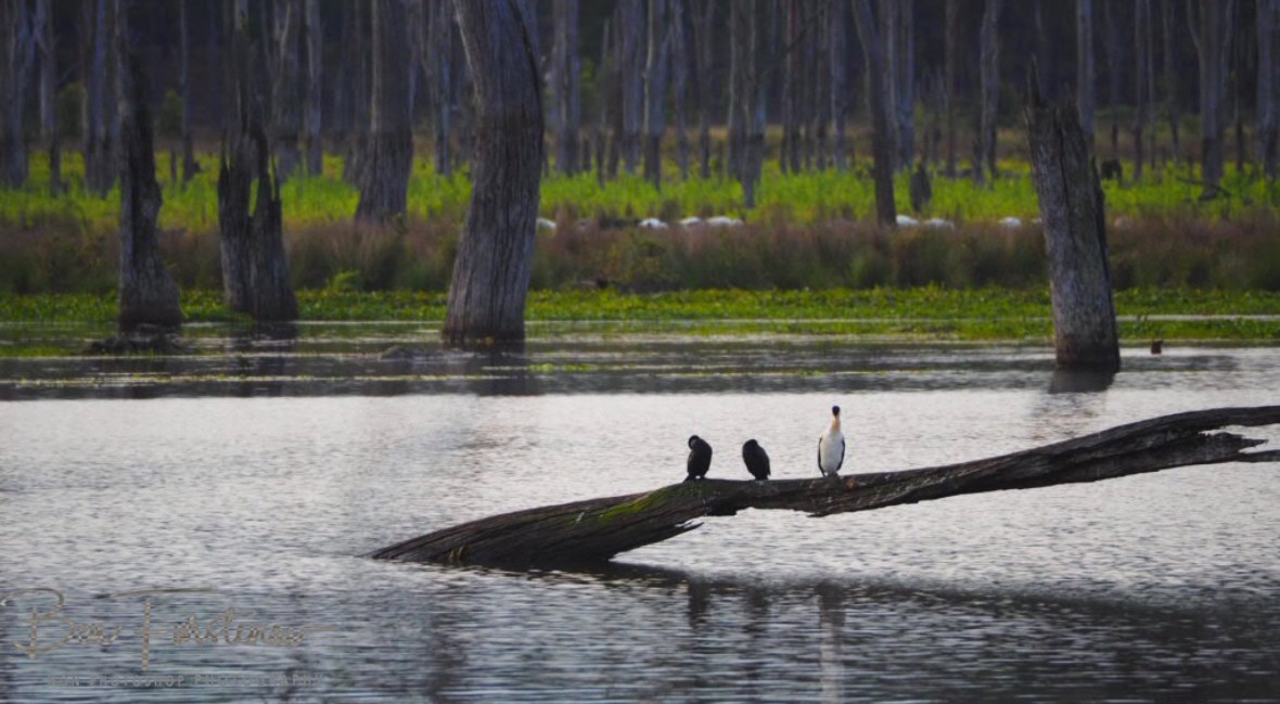 Waterbirds Paradise at Lake Somerset, Queensland, Australia